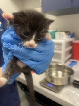 Petrichor -  Domestic Short Hair Cat for Adoption in Roseville, California - Petrichor | PetCurious