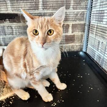 Downtown -  Domestic Short Hair Cat for Adoption in Chico, California - Downtown | PetCurious