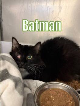 Rescue Domestic Short Hair Cats for Adoption in Bossier City, Louisiana - Batman | PetCurious