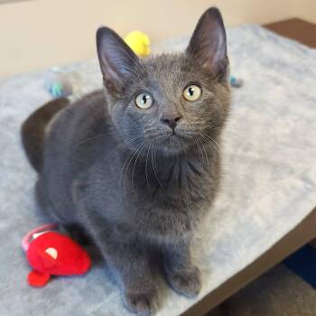 Tungsten -  Domestic Short Hair Cat for Adoption in Marshfield, Wisconsin - Tungsten | PetCurious