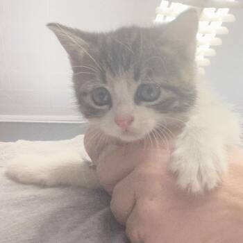 Nickel -  Domestic Short Hair Cat for Adoption in Potomac, Maryland - Nickel | PetCurious