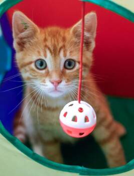 Jimmy -  Domestic Short Hair Cat for Adoption in Verona, Wisconsin - Jimmy | PetCurious