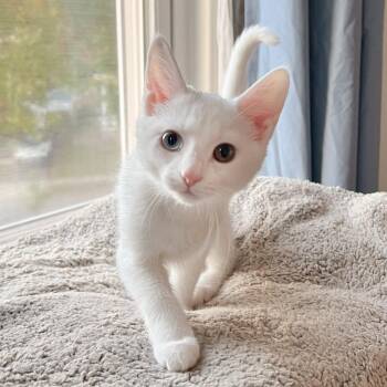 Button -  Siamese and Domestic Short Hair Cat for Adoption in Cincinnati, Ohio - Button | PetCurious