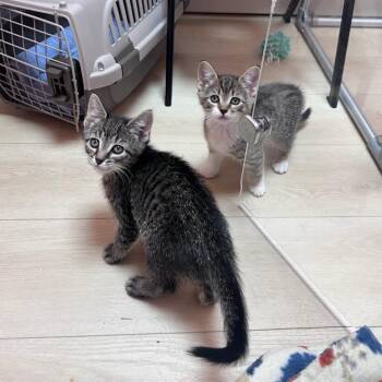 PB+J -  Domestic Short Hair Cat Available for Adoption in South Burlington, Vermont - PB+J | PetCurious