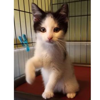 Missy -  Domestic Medium Hair Cat for Adoption in Parkersburg, West Virginia - Missy | PetCurious