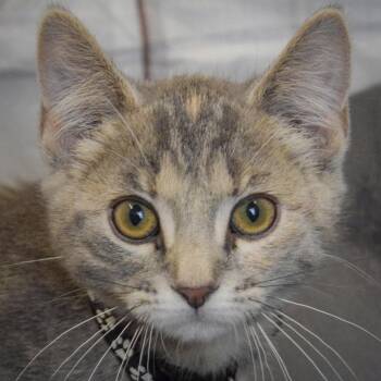Torbie and Domestic Short Hair Cats Available for Adoption in Huntley, Illinois - Paris | PetCurious