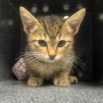 Maleficent -  Domestic Short Hair Cat for Adoption in Greenville, South Carolina - Maleficent | PetCurious