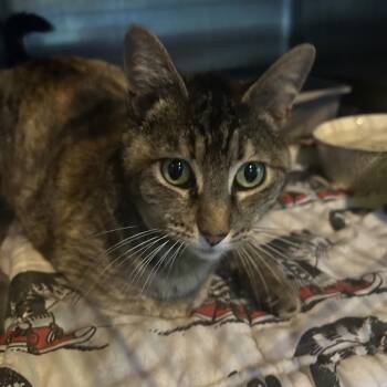 Turtle -  Domestic Short Hair Cat for Adoption in Veneta, Oregon - Turtle | PetCurious