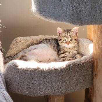 Hoppin Howie -  Domestic Short Hair Cat for Adoption in Wyandotte, Michigan - Hoppin Howie | PetCurious