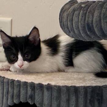 Domestic Medium Hair Cats Available for Adoption in Wickenburg, Arizona - Moe | PetCurious