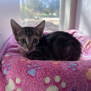 Kiwi -  Domestic Short Hair Cat for Adoption in Kanab, Utah - Kiwi | PetCurious
