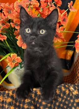 3/20/26 Poppy -  Domestic Short Hair Cat Available for Adoption in Stillwater, Oklahoma - 3/20/26 Poppy | PetCurious