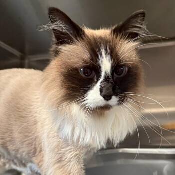 Coco is at Petsmart GJ -  Domestic Long Hair and Ragdoll Cat for Adoption in Cedaredge, Colorado - Coco Is At Petsmart GJ | PetCurious