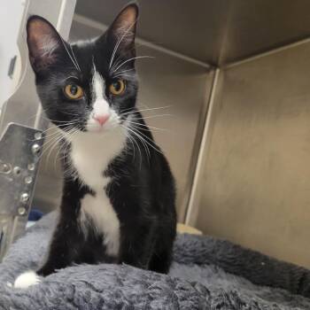 Moonpie -  Domestic Short Hair Cat for Adoption in Wantagh, New York - Moonpie | PetCurious