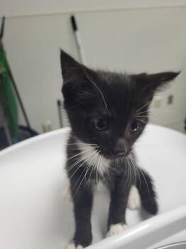 Nf9 Bebe -  Domestic Short Hair Cat for Adoption in Lawrenceville, Georgia - Nf9 Bebe | PetCurious
