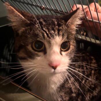 Domestic Short Hair Cats Available for Adoption - Collin | PetCurious