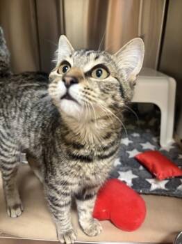Miley -  Domestic Short Hair Cat for Adoption in Kennewick, Washington - Miley | PetCurious