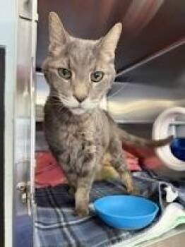 Tiger -  Domestic Short Hair Cat for Adoption in Manitowoc, Wisconsin - Tiger | PetCurious