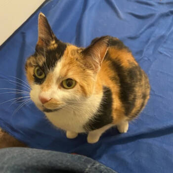 Rescue Domestic Short Hair Cats for Adoption in Merrifield, Virginia - Patches Struckmann | PetCurious
