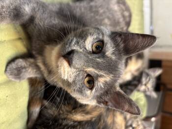 Rescue Domestic Short Hair Cats for Adoption in Eugene, Oregon - Woody | PetCurious