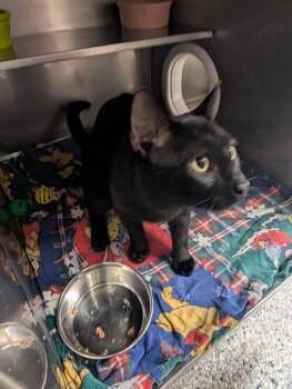 Todd/Little Boy -  Domestic Short Hair Cat for Adoption in Plymouth, Connecticut - Todd/Little Boy | PetCurious