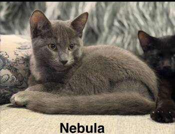 Nebula -  Russian Blue and Domestic Short Hair Cat for Adoption in Wyandotte, Michigan - Nebula | PetCurious