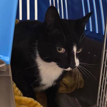 Domestic Short Hair Cats Available for Adoption - Riley | PetCurious