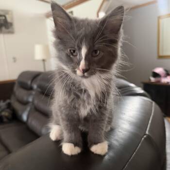 Gizmo -  Domestic Long Hair and Maine Coon Cat for Adoption in Maryville, Tennessee - Gizmo | PetCurious
