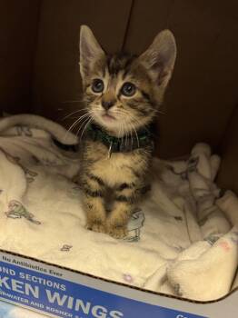 Domestic Short Hair Cats Available for Adoption in Helendale, California - Remi  | PetCurious