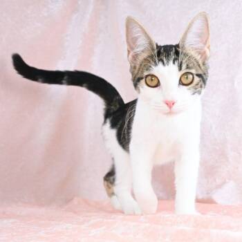 Stella -  Domestic Short Hair Cat for Adoption in Mobile, Alabama - Stella | PetCurious