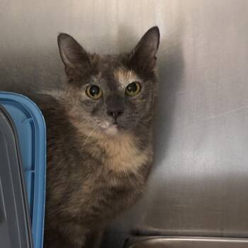 Trap Queen -  Domestic Short Hair Cat Available for Adoption in Windsor, Virginia - Trap Queen | PetCurious