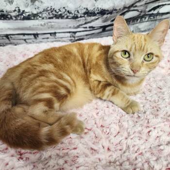 Rescue Tabby and Domestic Short Hair Cats for Adoption in Greensburg, Pennsylvania - Florence | PetCurious
