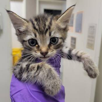 Peanut Butter -  Domestic Short Hair Cat for Adoption in Westminster, California - Peanut Butter | PetCurious