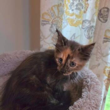 Wednesday -  Domestic Medium Hair Cat for Adoption in Kansas City, Missouri - Wednesday | PetCurious