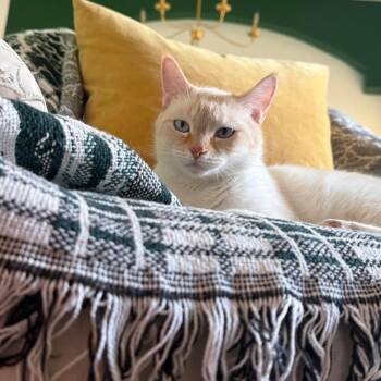 Almond -  Domestic Short Hair Cat for Adoption in Tempe, Arizona - Almond | PetCurious