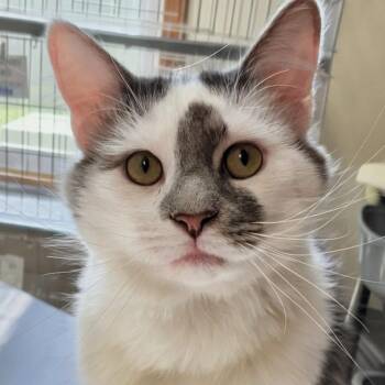Domestic Short Hair Cats Available for Adoption in West Jefferson, Ohio - Happy | PetCurious