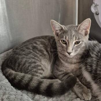 Eddy -  Domestic Short Hair Cat for Adoption in Kingman, Kansas - Eddy | PetCurious
