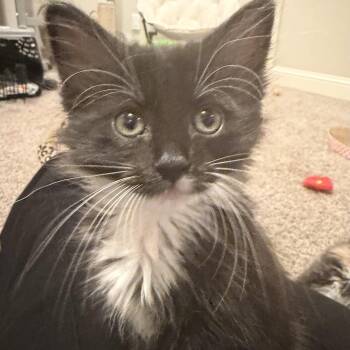 Thor -  Domestic Medium Hair Cat for Adoption in Bentonville, Arkansas - Thor | PetCurious