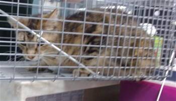 Domestic Short Hair Cats Available for Adoption in Oklahoma City, Oklahoma - A474793 | PetCurious