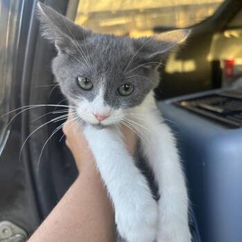 Monday -  Domestic Short Hair Cat for Adoption in Hemet, California - Monday | PetCurious