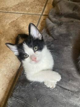 Jamaica -  Domestic Short Hair Cat Available for Adoption in Tucson, Arizona - Jamaica | PetCurious