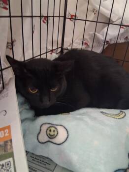 Domestic Short Hair Cats Available for Adoption in San Antonio, Texas - ASHER | PetCurious