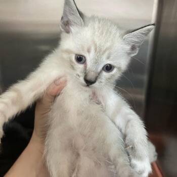 Ollie -  Domestic Short Hair Cat for Adoption in Port Charlotte, Florida - Ollie | PetCurious