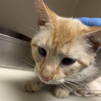 Domestic Short Hair Cats Available for Adoption in Harrisonburg, Virginia - 70958 | PetCurious
