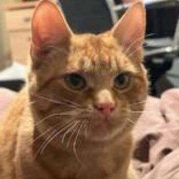 Domestic Short Hair Cats Available for Adoption - Darwin (bonded With Simba) | PetCurious