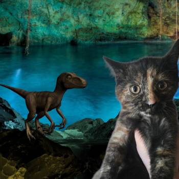 Our own little jurassic world little "Raptor" -  Domestic Short Hair Cat for Adoption in Elizabeth, Pennsylvania - Our Own Little Jurassic World Little "Raptor" | PetCurious