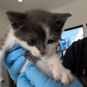 Maisie Kitten 3 -  Domestic Medium Hair Cat for Adoption in Chapel Hill, North Carolina - Maisie Kitten 3 | PetCurious