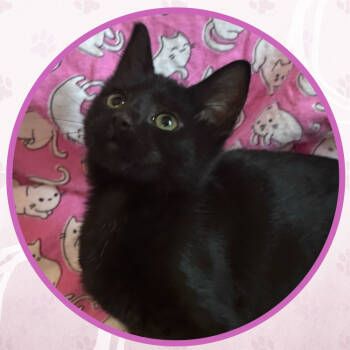 Rescue Domestic Short Hair Cats for Adoption in Toms River, New Jersey - Catberry Pie | PetCurious