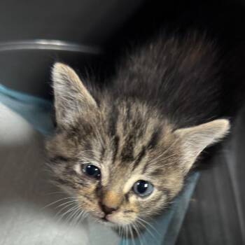 Little Lady -  Domestic Short Hair Cat for Adoption in Salt Lake City, Utah - Little Lady | PetCurious