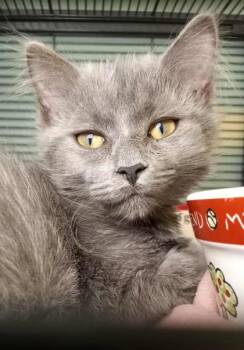 Rescue Domestic Medium Hair Cats for Adoption in Waupaca, Wisconsin - Barnacle Bill | PetCurious